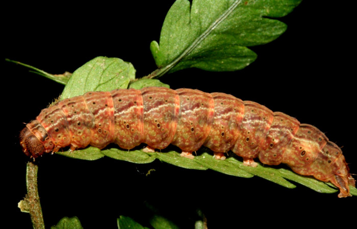 Figura 2. Larva <i>Dusponera fannia</i></i> (Erebidae), Último estadio posición lateral, mide 35 mm aproximadamente. Planta hospedera <i>Alsophila firma</i></i> (Cyatheaceae). Voucher: 10-SRNP-2160-DHJ470546.jpg.