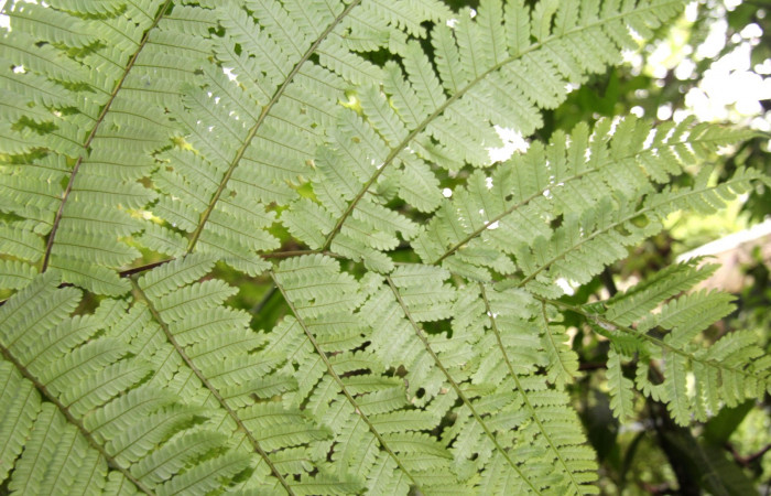 Figura 20. Planta <i>Alsophila firma</i></i> (Cyatheaceae), posición ramas. Foto tomada el 24 julio 2019 por Jose Perez, mide 3 metros aproximadamente.