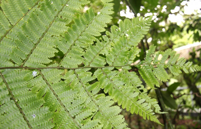Figura 21. Planta <i>Alsophila firma</i></i> (Cyatheaceae), posición hojas. Foto tomada el 24julio2019 por Jose Perez, mide 3 metros aproximadamente.