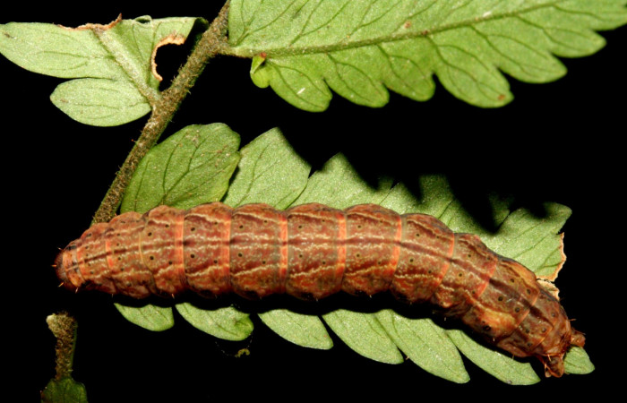 Figura 3. Larva <i>Dusponera fannia</i></i> (Erebidae), Último estadio posición dorsal, mide 35 mm aproximadamente. Planta hospedera <i>Alsophila firma</i></i> (Cyatheaceae). Voucher: 10-SRNP-2160-DHJ470547.jpg.