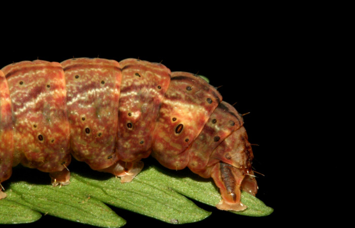 Figura 4. Larva <i>Dusponera fannia</i></i> (Erebidae), Último estadio posición lateral atras, mide 35 mm aproximadamente. Planta hospedera <i>Alsophila firma</i></i> (Cyatheaceae). Voucher: 10-SRNP-2160-DHJ470545.jpg.