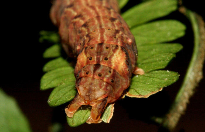Figura 5. Larva <i>Dusponera fannia</i></i> (Erebidae), Último estadio posición patas de atras, mide 35 mm aproximadamente. Planta hospedera <i>Alsophila firma</i></i> (Cyatheaceae). Voucher: 10-SRNP-2160-DHJ470544.jpg.
