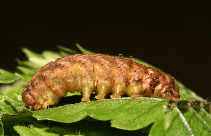Figura 6. Larva <i>Dusponera fannia</i></i> (Erebidae), Último estadio posición lateral, mide 35 mm aproximadamente. Planta hospedera <i>Alsophila firma</i></i> (Cyatheaceae). Voucher: 11-SRNP-40367-DHJ482725.jpg.Figura 6. Larva <i>Dusponera fannia</i></i> (Erebidae), Último estadio posición lateral, mide 35 mm aproximadamente. Planta hospedera <i>Alsophila firma</i></i> (Cyatheaceae). Voucher: 11-SRNP-40367-DHJ482725.jpg.