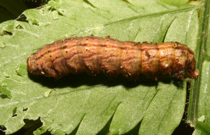 Figura 7. Larva <i>Dusponera fannia</i></i> (Erebidae), Último estadio posición dorsal, mide 35 mm aproximadamente. Planta hospedera <i>Alsophila firma</i></i> (Cyatheaceae). Voucher: 11-SRNP-40367-DHJ482724.jpg.