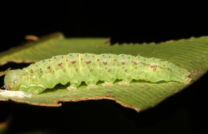 Figura 8. Larva <i>Dusponera fannia</i></i> (Erebidae), Cuarto estadio posición lateral, mide 35 mm aproximadamente. Planta hospedera, <i>Alsophila firma</i></i> (Cyatheaceae). Voucher: 14-SRNP-44574-DHJ724243.jpg.