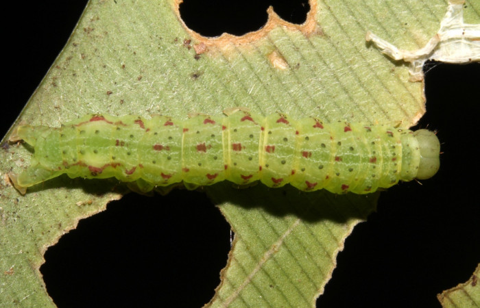 Figura 9. Larva <i>Dusponera fannia</i></i> (Erebidae), Cuarto estadio posición dorsal, mide 35 mm aproximadamente. Planta hospedera <i>Alsophila firma</i></i> (Cyatheaceae). Voucher: 14-SRNP-44574-DHJ724245.jpg.