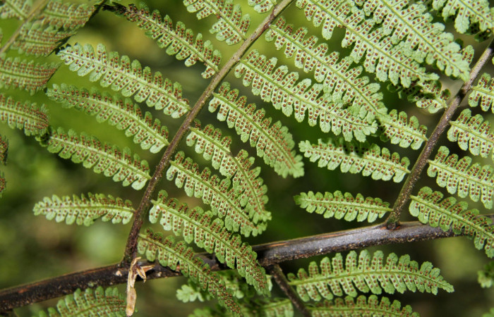 Figura 19. Planta <i>Alsophila firma</i></i> (Cyatheaceae), posición ramas. Foto tomada el 24 julio 2019 por Jose Perez, mide 3 metros aproximadamente.