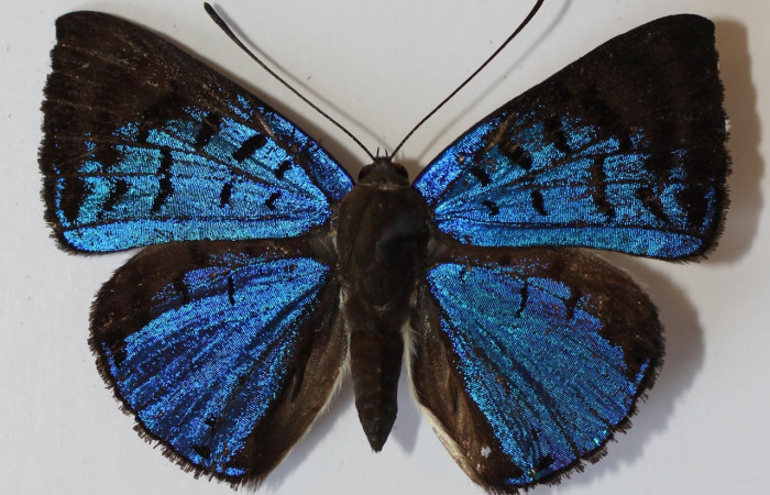 Figura 1. Adulto hembra de <i>Menander menander</i></i> (Riodinidae)voucher: 13-SRNP-3540-DHJ584590.