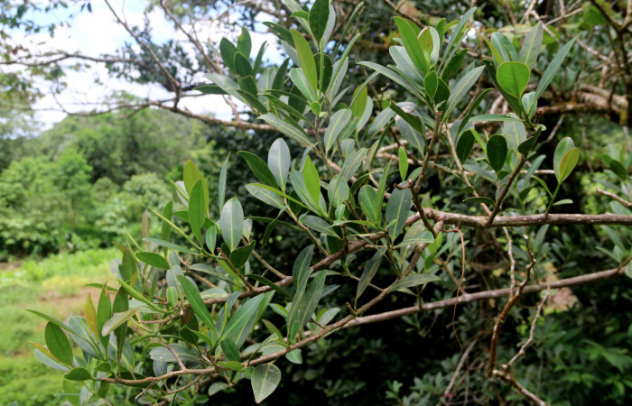 Figura 10. <i>Sarcopera sessiliflora</i></i> (Marcgraviaceae) planta hospedera de <i>Menander menander</i></i> (Riodinidae), San Cristobal, agosto 2019.