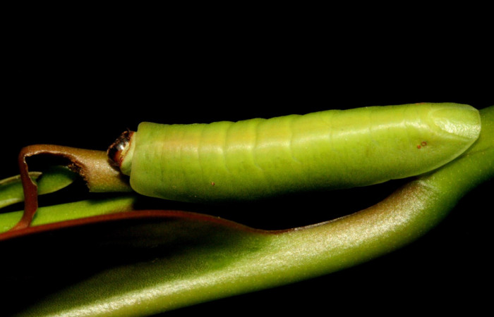 Figura 2. Larva de <i>Menander menander</i></i> (Riodinidae) penúltimo estadio, posición dorsal. Voucher:11-SRNP-3813-DHJ486930.jpg.