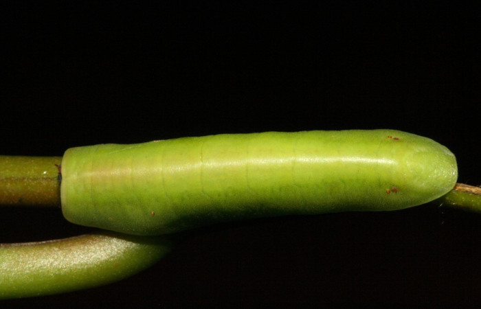 Figura 3. Larva de <i>Menander menander</i></i> (Riodinidae) penúltimo estadio, posición dorsal. Voucher:11-SRNP-3813-DHJ486921.jpg.