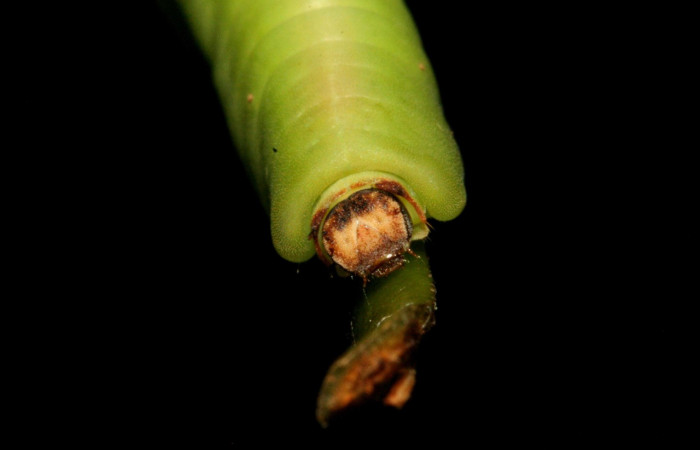 Figura 4. Larva de <i>Menander menander</i></i> (Riodinidae) penúltimo estadio, posición frontal. Voucher:11-SRNP-3813-DHJ486924.jpg.