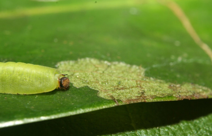 Figura 5. Larva de <i>Menander menander</i></i> (Riodinidae) penúltimo estadio, posición frontal. 12-SRNP-71264-DHJ495489.jpg.