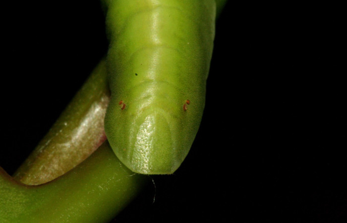 Figura 6. Larva de <i>Menander menander</i></i> (Riodinidae) penúltimo estadio, parte trasera . Voucher: 11-SRNP-3813-DHJ486928.jpg.