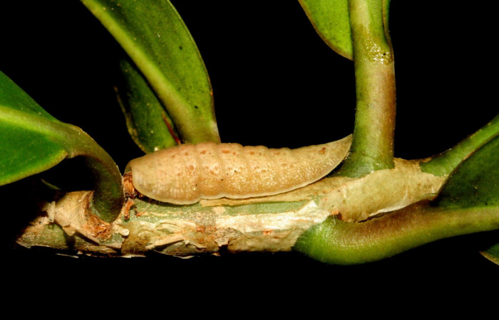 Figura 7. Larva de <i>Menander menander</i></i> (Riodinidae) último estadio, parte lateral entero . Voucher:11-SRNP-3238-DHJ493851.jpg