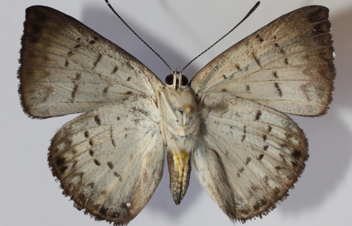 Figura 9. Adulto hembra de <i>Menander menander</i></i> (Riodinidae), vista ventral. Voucher: 13-SRNP-3540-DHJ584591