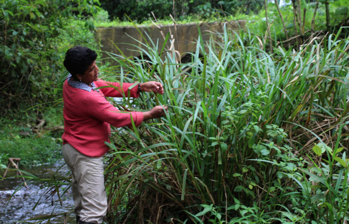  Planta hospedera <i>Scleria latifolia</i></i> (Cyperaceae), planta hospedera de <i>Caligo illioneus</i></i> (Nymphalidae). Parataxónoma Elda Araya. Sector San Cristóbal Puente Palma. Foto, Gloria Siezar, 30 Julio 2014.