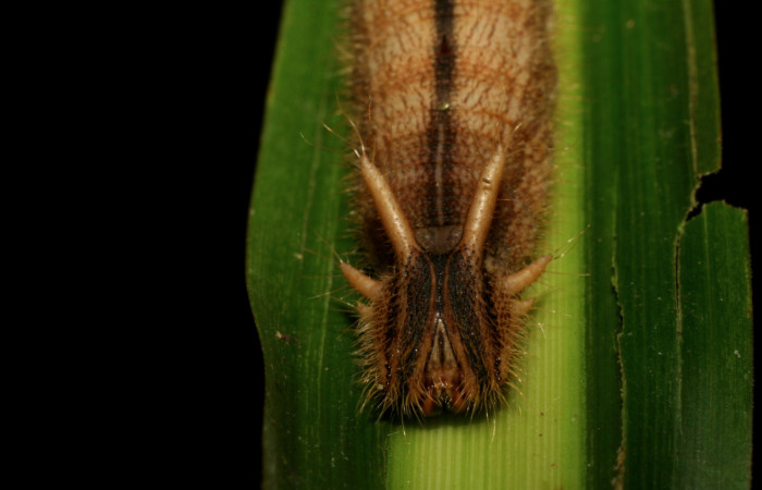  Cabeza de [I]Caligo illioneus[/I] (Nymphalidae) en PU estadio. Voucher 05-SRNP-7802-DHJ405514.jpg Sector Ssn Cristóbal, Río Blanco Abajo.