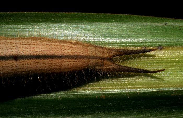  Cola de [I]Caligo illioneus[/I] (Nymphalidae) en PU estadio. Voucher05-SRNP-7802-DHJ405520.jpg Sector San Cristóbal, Río Blanco Abajo.