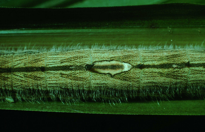  Detalles del dorso de [I]Caligo illioneus[/I] (Nymphalidae) en U estadio. Voucher 03-SRNP-21618-DHJ78726.jpg Sector Pitilla, Pasmompa