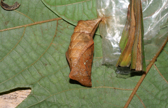  Pupa de [I]Caligo illioneus[/I] (Nymphalidae) en posición lateral. Voucher 05-SRNP-7802-DHJ415422.jpg Sector San Cristóbal, Río Blanco Abajo.
