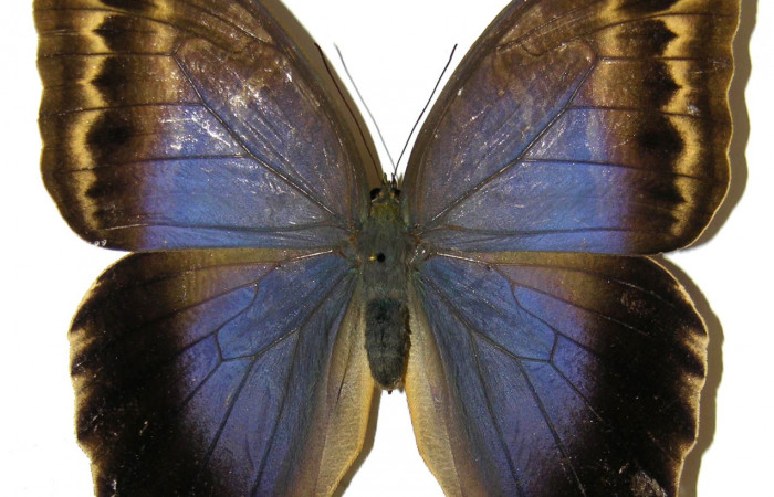  Adulto de [I]Caligo illioneus[/I] (Nymphalidae) hembra en posición dorsal. Voucher 05-SRNP-2273-DHJ309498.jpg Sector San Cristóbal, Río Blanco Abajo.