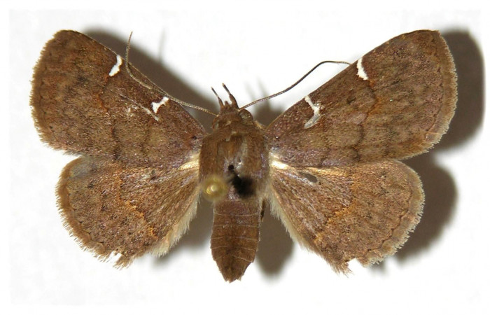 Fig.10  Adulto <i>Antiblemma laranda</i></i>  dorsal. hembra. Voucher: 97-SRNP-388-DHJ315366.jpg