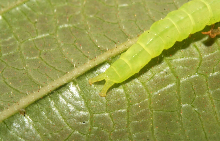 Fig.2 Larva  <i>Antiblemma strigatula</i></i> en último estadío mostrando la parte propatas, caracteristica. importante de la familia Erebidae Voucher:12-SRNP-43981-DHJ707287.jpg