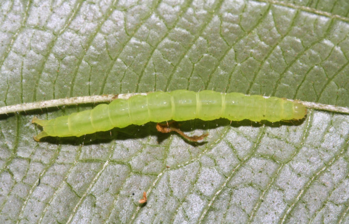 Fig .3  Larva <i>Antiblemma strigatula</i></i>  en último estadio mostrando parte lateral. Voucher: 12-SRNP-43981-DHJ707283.jpg
