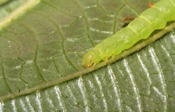 Fig .4  Larva <i>Antiblemma strigatula</i></i>  en último estadio mostrando parte frontal. Voucher: 12-SRNP-43981-DHJ707286.jpg
