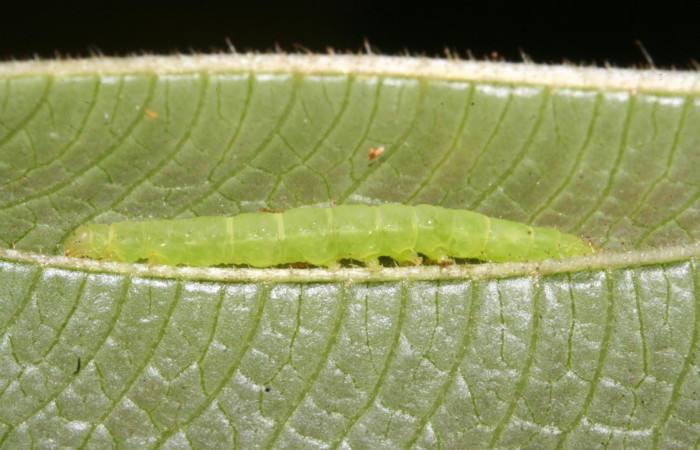 Fig. 5 Larva <i>Antiblemma strigatula</i></i>  en último estadio mostrando forma de propatas.  Voucher:  12-SRNP-43981-DHJ707284.jpg

