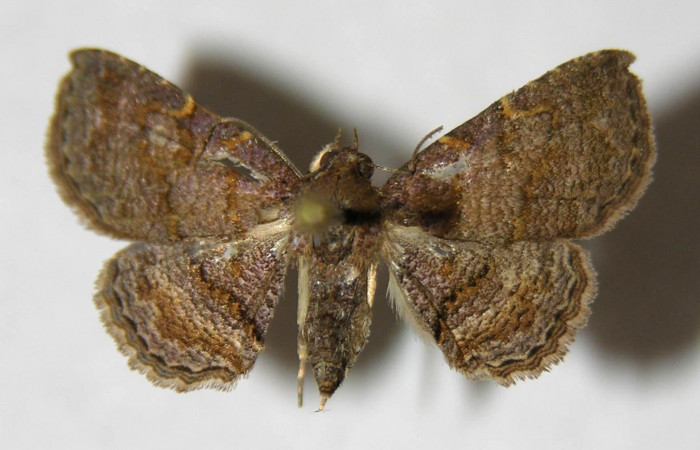 Fig.6 Adulto <i>Antiblemma strigatula</i></i>  dorsal. Macho. Voucher: 05-SRNP-32245-DHJ356342.jpg
