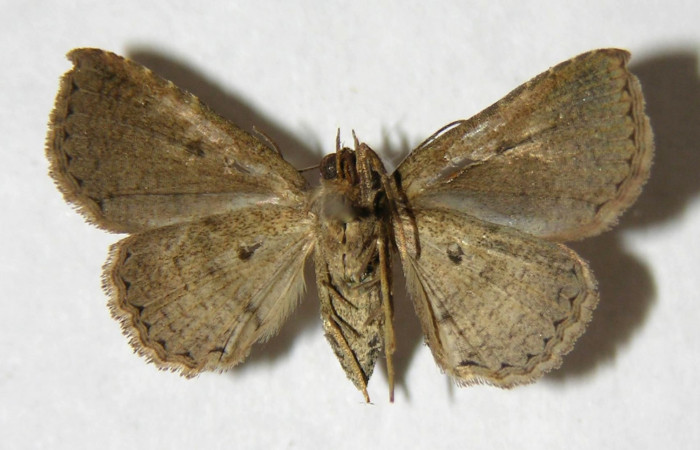 Fig.7 Adulto <i>Antiblemma strigatula</i></i>  ventral. Macho. Voucher: 05-SRNP-32245-DHJ356343.jpg