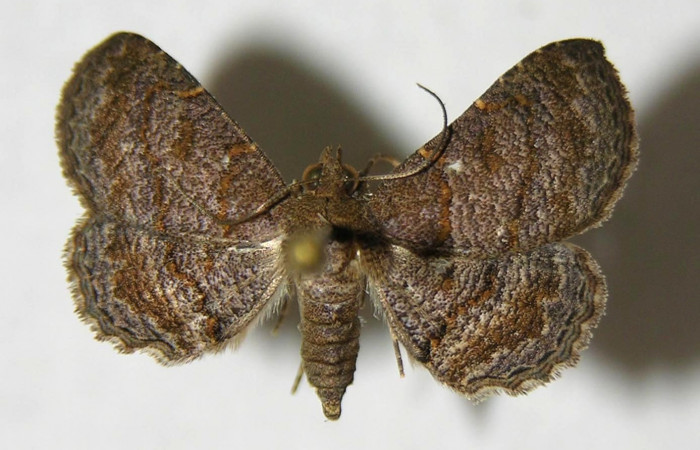 Fig.8 Adulto <i>Antiblemma strigatula</i></i>  dorsal. hembra. Voucher: 06-SRNP-34302-DHJ353956.jpg
