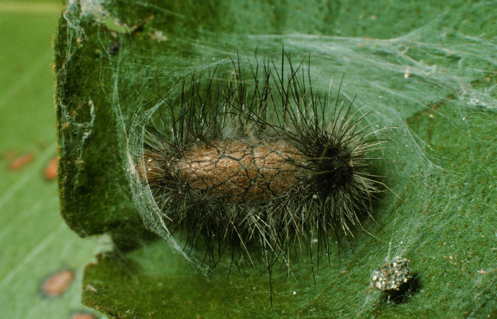 Fig. 10 Prepupa <i>Hypercompe albescens</i></i> (Erebidae), Area Administrativa. Sector Santa Rosa, 295 m. 95-SRNP-7265-DHJ24652.