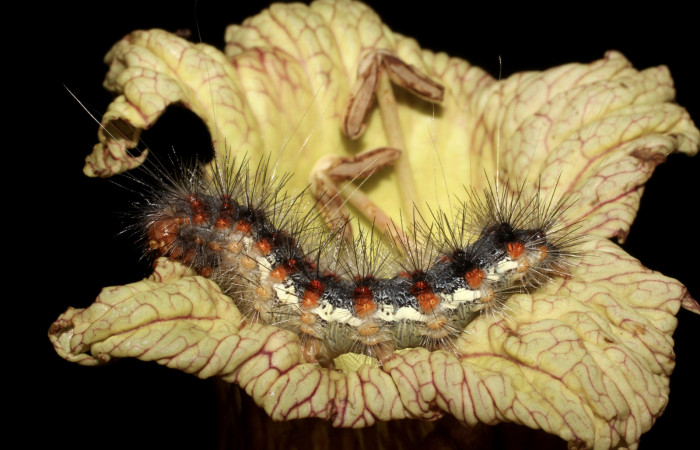 Fig. 11 Capullo de Braconidae salio de larva <i>Hypercompe albescens</i></i> (Erebidae), mide 34mm. Area Administratival. Sector Santa Rosa, 295 m.12-SRNP-13025-DHJ498638.