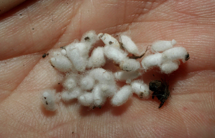 Fig. 12 Capullos de Braconidae salio de larva <i>Hypercompe albescens</i></i> (Erebidae),  Quebrada Heliconia. Sector Santa Rosa, 06-SRNP-45747-DHJ461747.