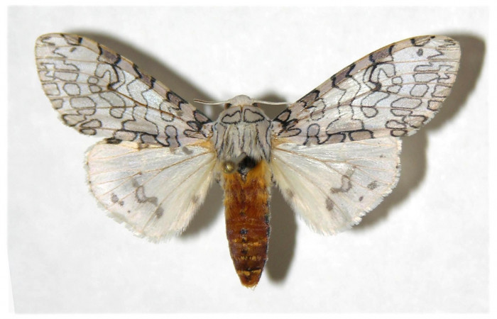 Fig. 1 Adulto vista dorsal hembra <i>Hypercompe albescens</i></i> (Erebidae), mide 45mm Sendero natural. Sector Santa Rosa, 290 m. 05-SRNP-4502-DHJ318838.
