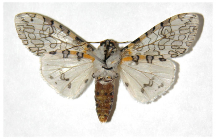 Fig. 2 Adulto vista ventral hembra <i>Hypercompe albescens</i></i> (Erebidae), mide 45mm Sendero natural. Sector Santa Rosa, 290 m. 05-SRNP-4502-DHJ318839.