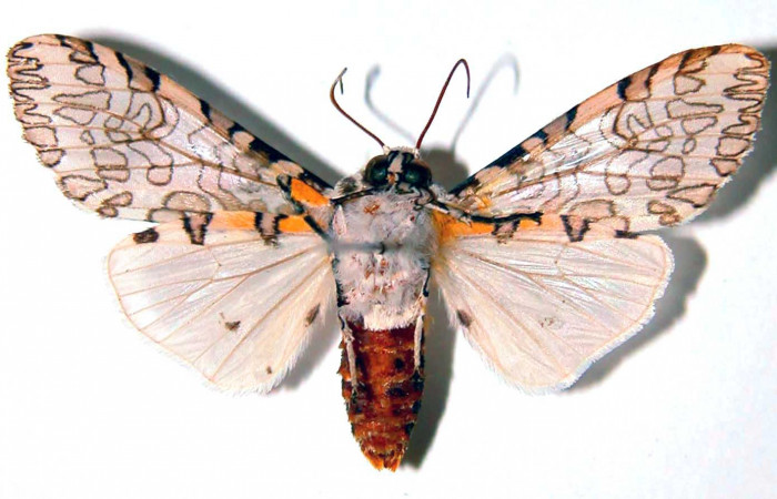 Fig. 3 Adulto vista dorsal <i>Hypercompe albescens</i></i> (Erebidae), mide 34mm Cafetal. Sector Santa Rosa, 290 m. 89-SRNP-447-DHJ93772