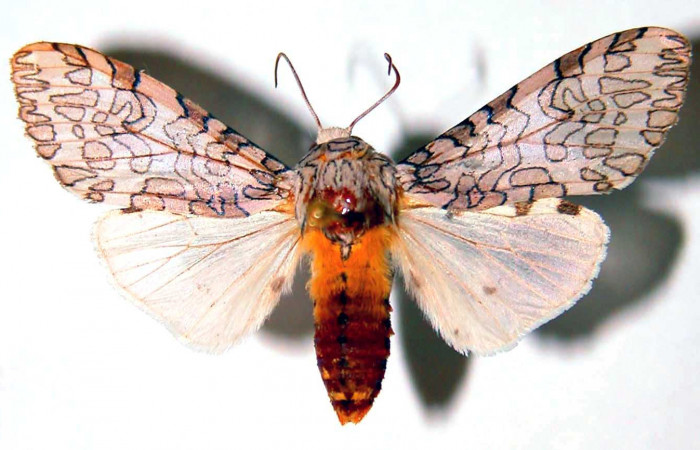 Fig. 4 Adulto vista dorsal <i>Hypercompe albescens</i></i> (Erebidae), mide 34mm Cafetal. Sector Santa Rosa, 290 m. 89-SRNP-447-DHJ93773.