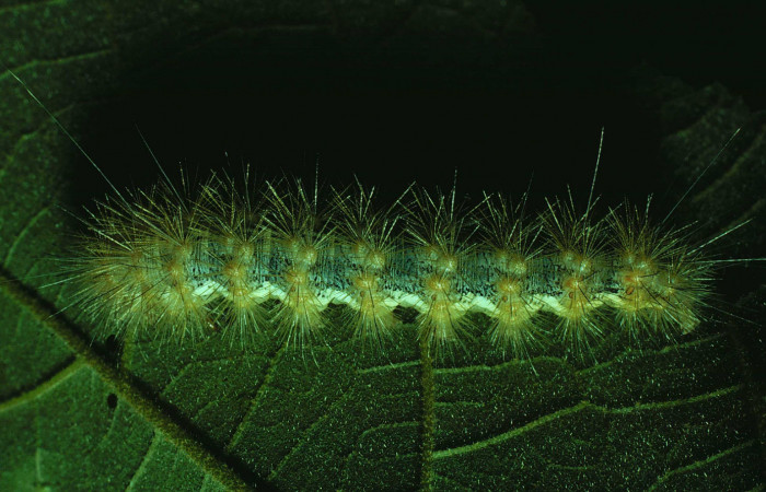 Fig. 5 Larva <i>Hypercompe albescens</i></i> (Erebidae), mide 44mm. Area Administrativa. Sector Santa Rosa, 295 m.81-SRNP-260-DHJ2314.