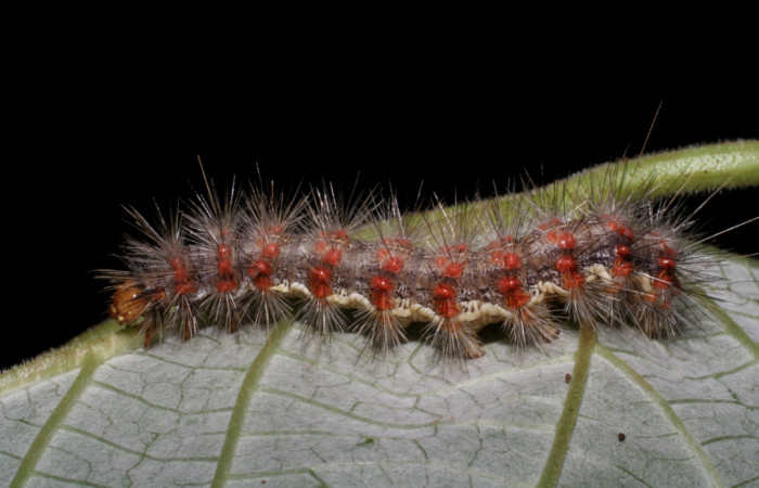 Fig. 6 Larva <i>Hypercompe albescens</i></i> (Erebidae), mide 27mm Quebrada Tibio Perla. Sector Mundo Nuevo, 330 m.05-SRNP-65204-DHJ409056.