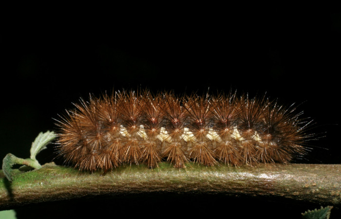 Fig. 8 Larva <i>Hypercompe albescens</i></i> (Erebidae), mide 30mm Vado Cucaracho. Sector San Cristobal, 640 m. 08-SRNP-6377-DHJ448845.