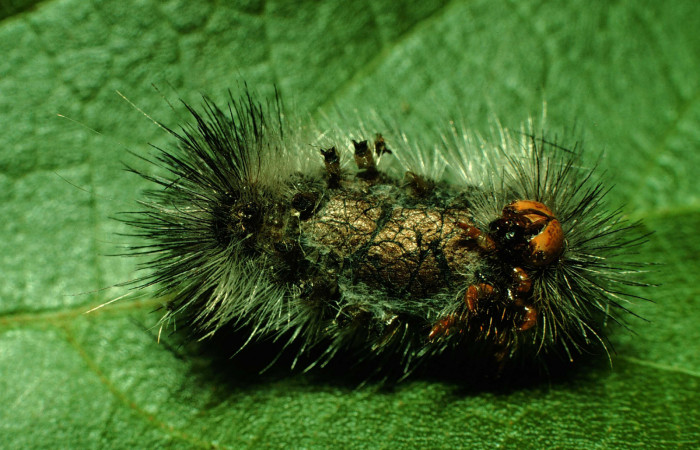Fig. 9 Prepupa <i>Hypercompe albescens</i></i> (Erebidae), mide 23mm Cerco Piedra. Sector Santa Rosa, 285 m. 97-SRNP-3245-DHJ42193.