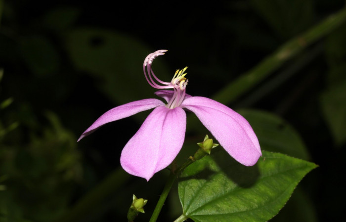 Forma filamentos de <i>Arthrostemma ciliatum</i></i>, Estación Pitilla (ACG)