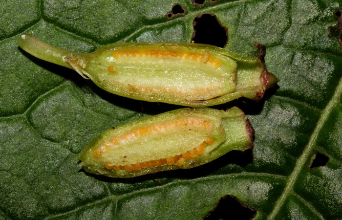 Fruto disectado de <i>Arthrostemma ciliatum</i></i>, Estación Pitilla (ACG)