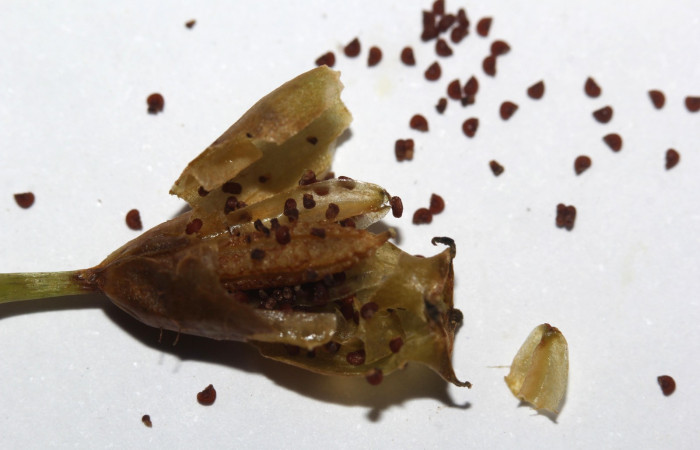 Fruto maduro de <i>Arthrostemma ciliatum</i></i>, Estación Pitilla (ACG)