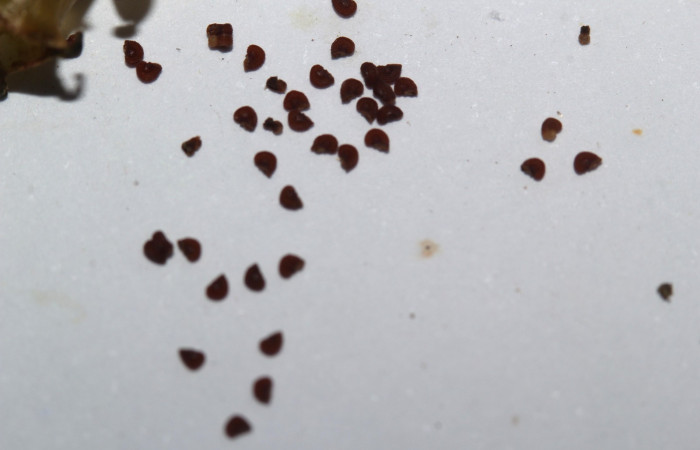 Semillas de <i>Arthrostemma ciliatum</i></i>, Estación Pitilla (ACG)