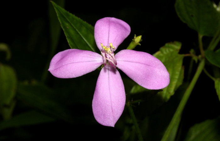 Flor se <i>Arthrostemma ciliatum</i></i>, Estación Pitilla (ACG)